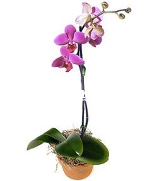 Orhidee phalaenopsis mov