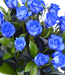 Buchet 19 trandafiri albastri