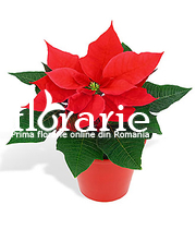 Poinsettia